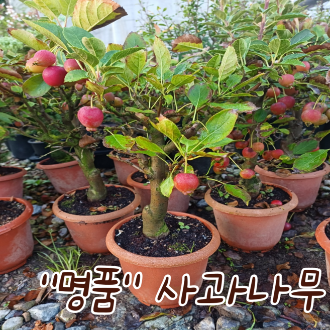 [아트플라워] 명품사과나무분재 애기사과나무분재 인테리어식물 공기정화식물 사과나무 사과열매나무, 1개