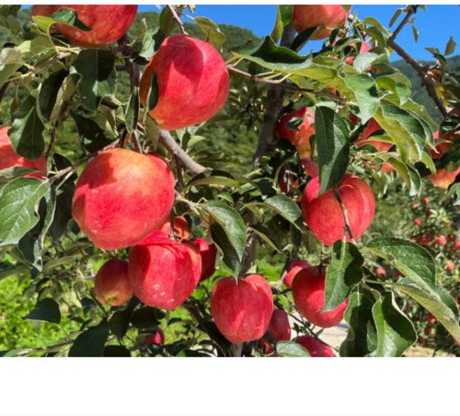 문경사과 조아라농원 부사 못난이 사과 선물용 가정용, 34개, 10Kg