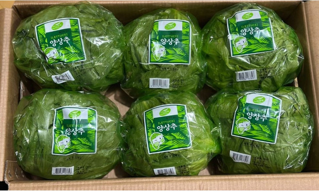 청해농산 국내산 싱싱한 양상추 6통, 1박스, 3kg