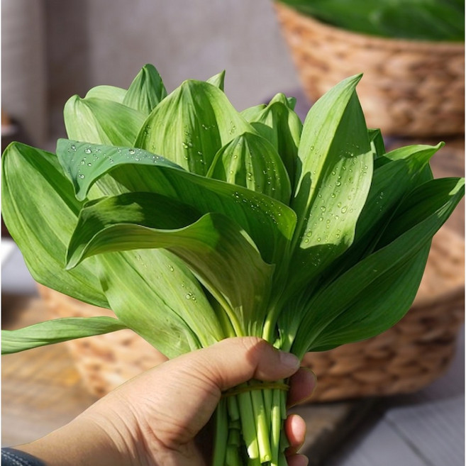 산지직송 유기농 산마늘생채 명이나물 울릉도종, 2kg, 1개