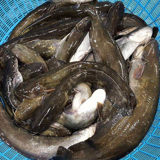 자연나라 국내산 민물고기 손질 메기 1kg 내장제거 매운탕소스 무료증정, 1개