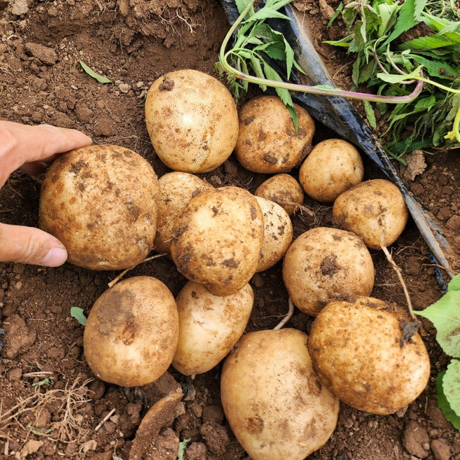 2026년 햇감자 수미감자 산지직송, 1개, 소+중(혼합) 10kg