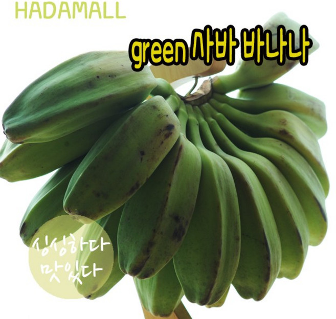 사바 바나나 필리핀 그린 과일 green saba banana, 1박스, 1.5kg