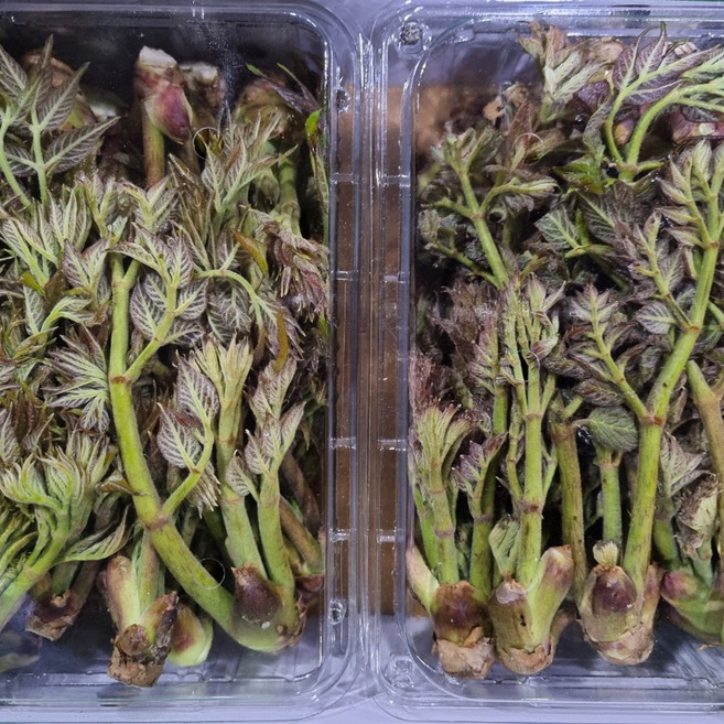 클릭마켓 자연산 두릅 참두릅 산두릅 산나물, 1개, 500g
