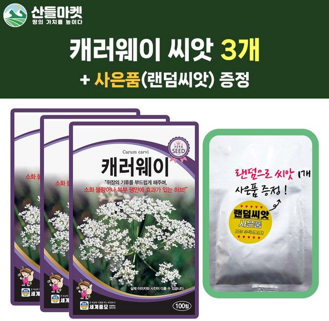 산들마켓 캐러웨이 씨앗 100립 캐러웨이씨 허브 3개+랜덤 씨앗 1개 증정