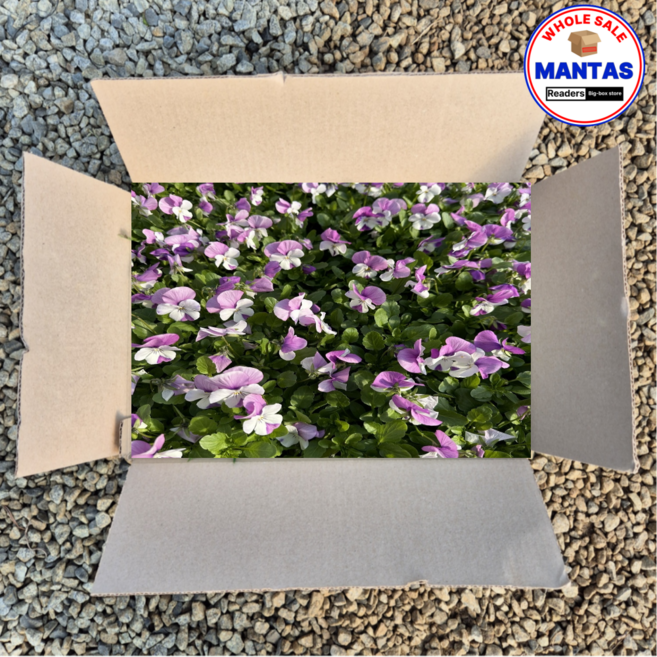 비올라 핑크흰색 혼합 15개세트 비올라꽃모종 오래피는꽃, 1개