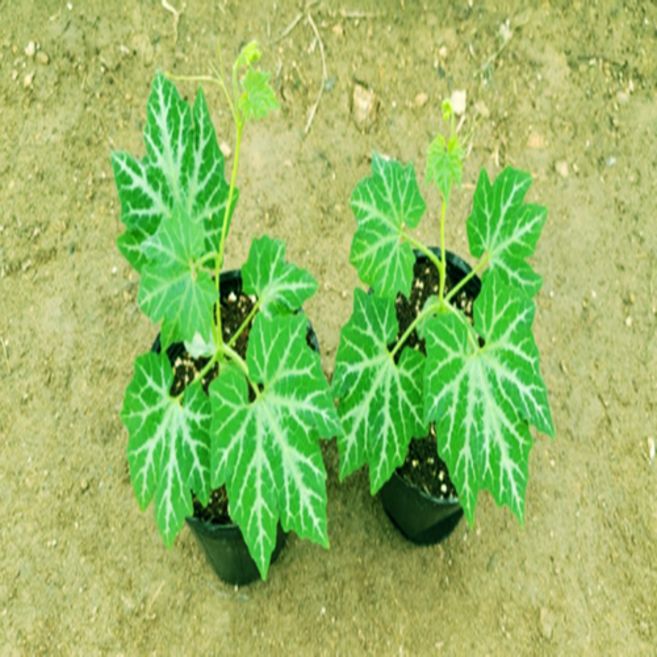 카사바나나 종자 모종 3주 4주 5주, 5개