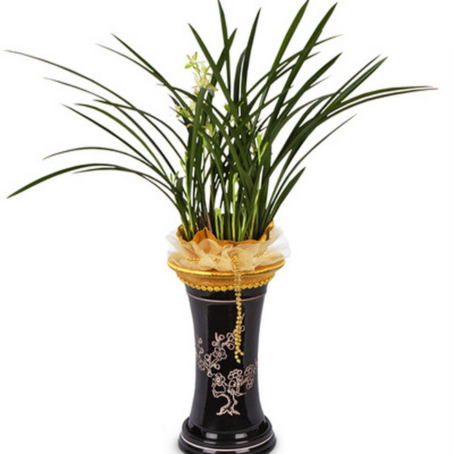 플라워365 [동양 축하난 당일배송] 배달 화분 철골소심 동양난 y_70010, 99999개