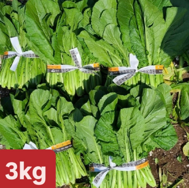 [여수 청년농부] 당일제조 국내산 생갓 여수돌산생갓, 1개, 3kg