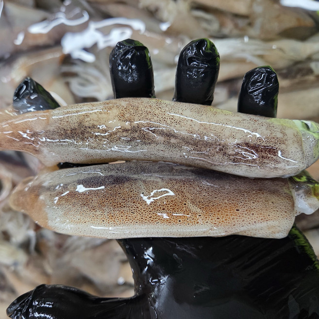 선주직송 국내산 그물 오징어 생물, 1박스, 1kg (13미 내외) 빙장포장