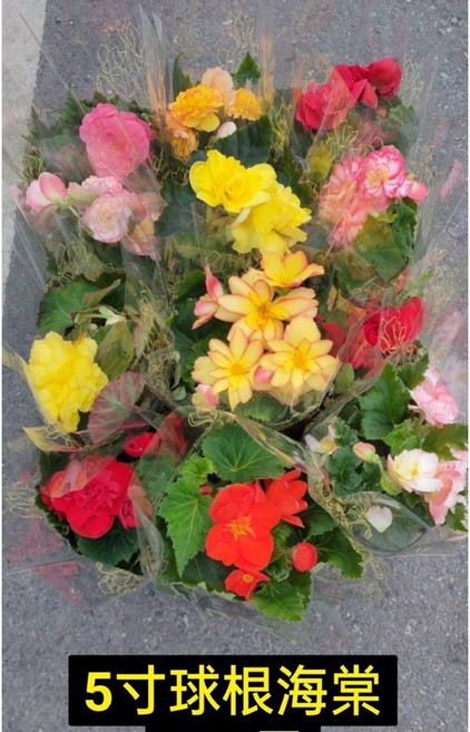 霏霏園藝 球根海棠 5吋盆栽 室內綠植 易於栽培, 1個, 3吋70元