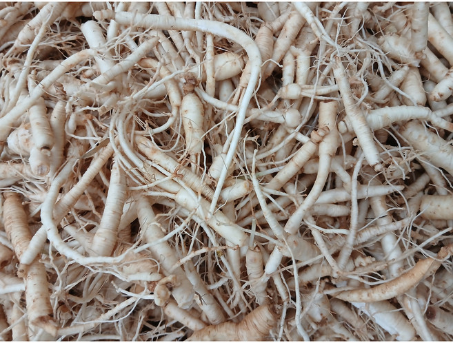 인삼 수삼 금산인삼 금산미삼뿌리 1kg 잔뿌리 인삼뿌리 파삼, 1개