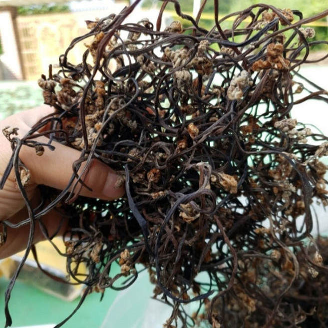 [서기네농장]광양 백운산 고사리 햇고사리 말린고사리 건고사리, 건고사리 50g, 1개