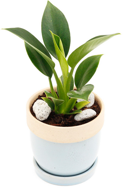 아침향기 공기정화식물 도토리화분 40종, 도토리 그레이 콩고, 1개