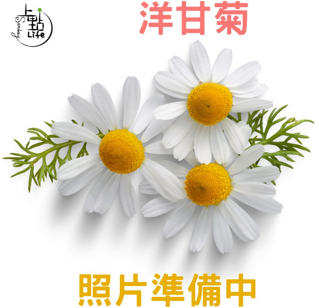 亞馬遜 Kanho 單方精油 10ml 水氧機擴香薰香 FDA認證, 洋柑菊