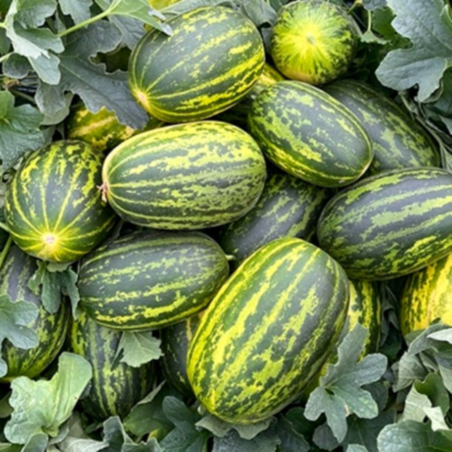 [선별특품] 메론 고령 파파야 멜론 고당도 꿀메론 햇메론 개구리참외 최상품 디아머스, 1박스, 5kg