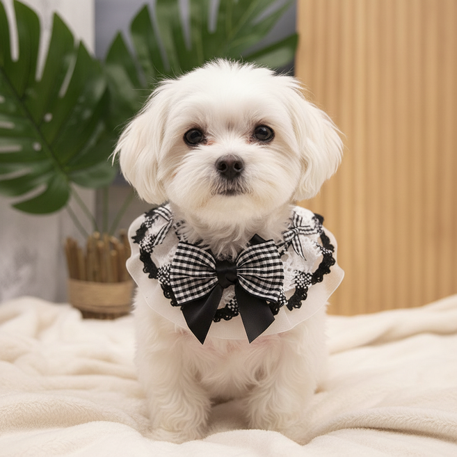 하니펫 반려동물 귀요미스카프 리본 쁘띠 레이스, 1개, 블랙왕리본