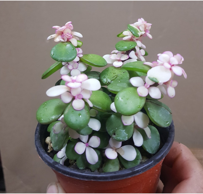 행복한꽃순이/무늬아악무(8cm), 1개