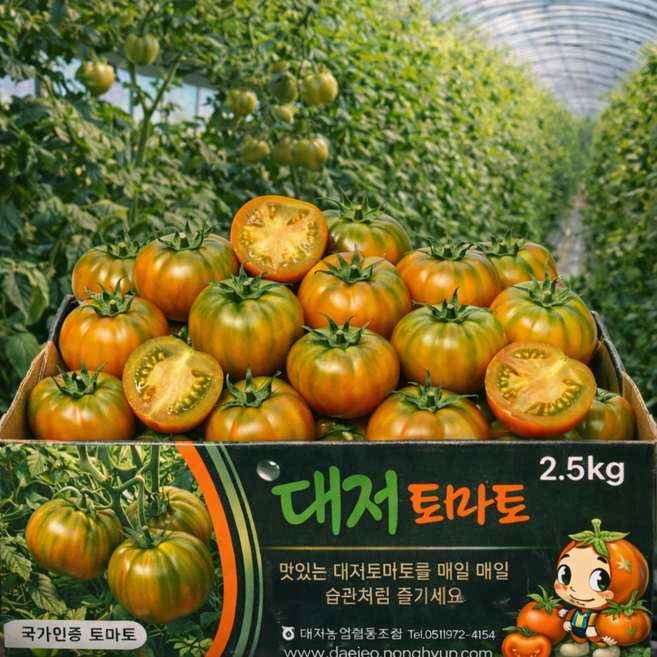 [한정특가] 농협인증 고당도 짭짤이 대저토마토, 1박스, 2.5kg (L)