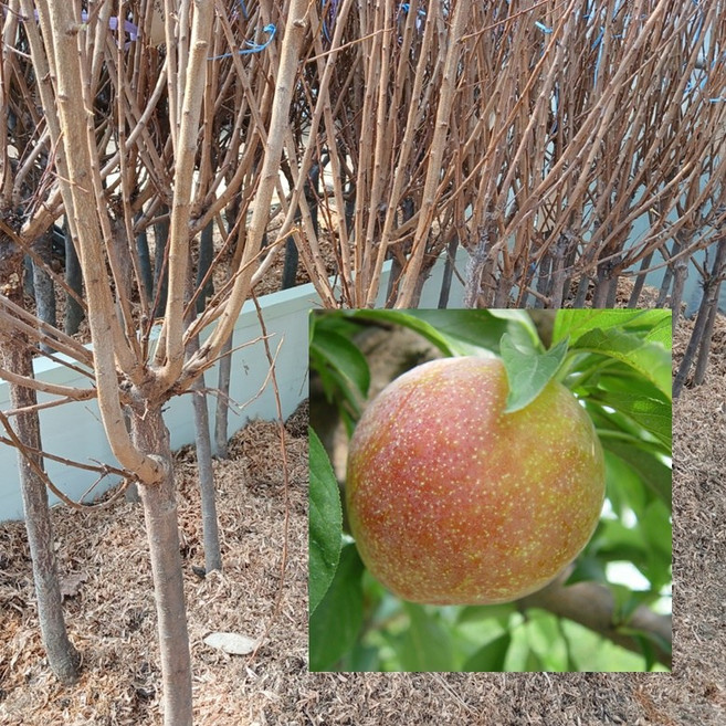 가을자두 자두나무 추희 분묘 분달이 R3~4 결실주 추희자두나무 자두의여왕 높은당도 수원예조경, 1개, .