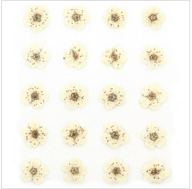 프레스코21 압화 꽃송이 조팝(흰색)