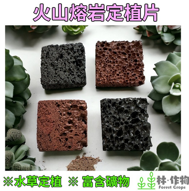 林作物 火山岩定植片 水草定植 富含礦物質 多孔性, 5x5cm，厚度為1cm
