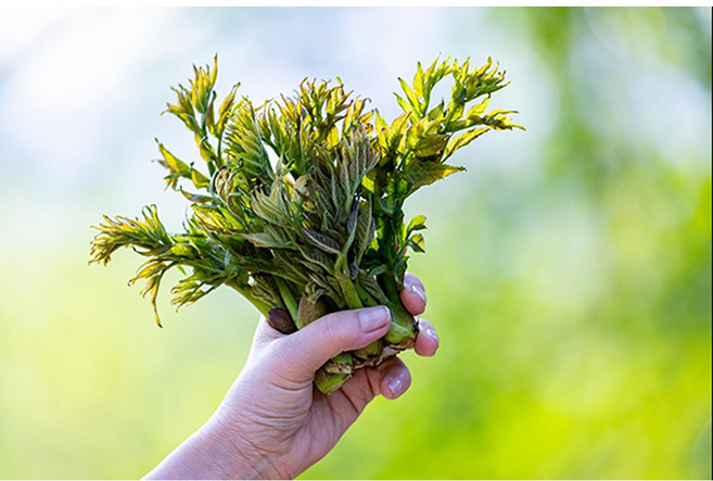 [하루딱 30박스] 국내산 프리미엄 엄나무순 개두릅, 1개, 500g