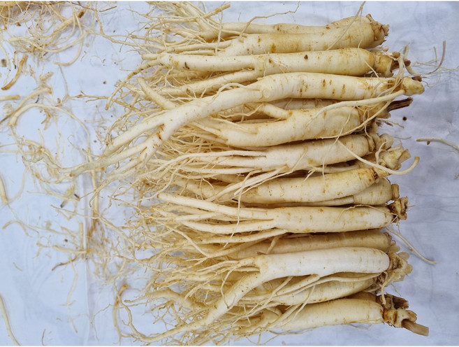 실속형 B급 황삼계 6년근 풍기인삼도매 500g(15-30뿌리) 750g(30-40뿌리) 1000g(40-60뿌리) 6년근 삼계탕 갈비탕 백숙용 튀김용, 300g, 1세트