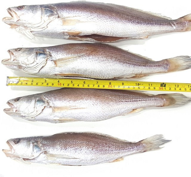 국내 반건조 민어조기 제수용 1마리, 소 34cm 350~395g 내외, 1개