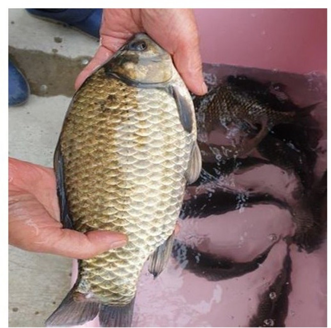 (홍열팜) 자연산붕어즙 낚시로 잡은붕어, 60개, 110ml