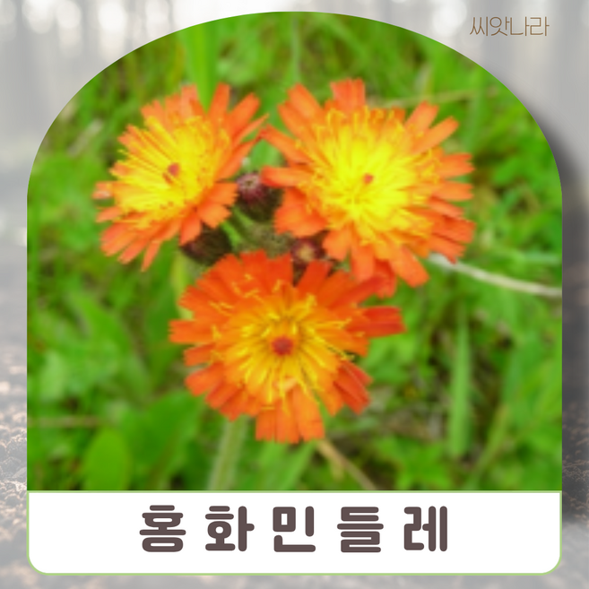 씨앗나라 홍화민들레 씨앗 10립 종자판매 채소씨 야생화키우기 씨앗판매 꽃씨앗, 본상품선택