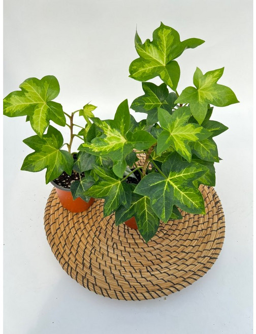 펫츠헤데라 아네미케 소품 x 3개 무늬아이비 디와이팜, 1세트