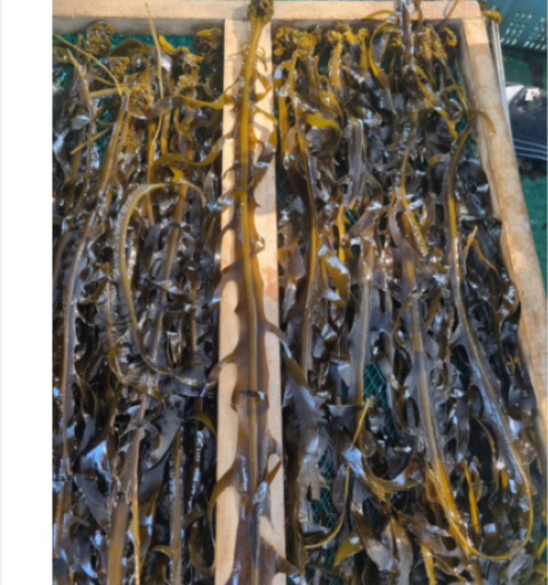 진도미역 햇미역 독거도미역 자연산 갯바위 돌미역 쫄쫄이 진도특산품 명품 독거곽 산모미역 미역출산선물, 1개, 130g