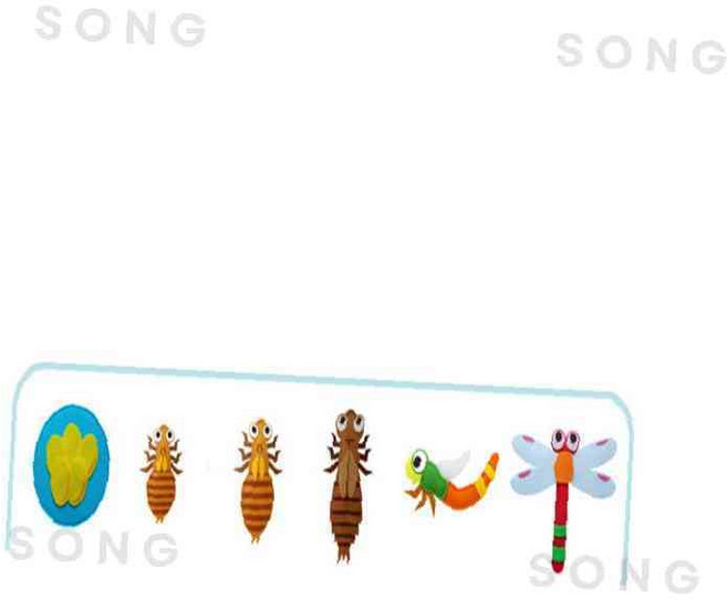 교육자료 동물의 한살이-고추잠자리 펠트교구, 1개