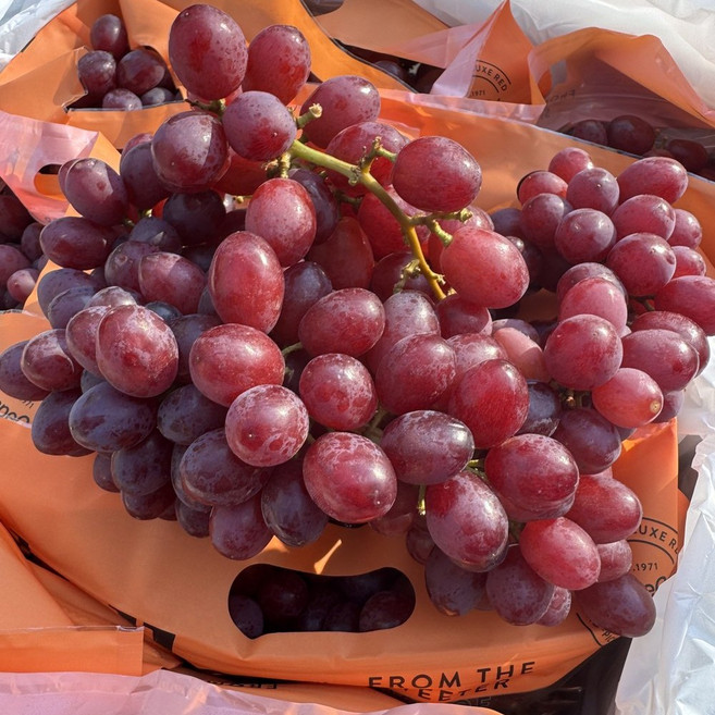 [제니네 제철과일] 캔디포도 씨없는 수입포도 산지직송 500g 1kg 2kg 4kg, 1개, 캔디 포도 4kg 1개