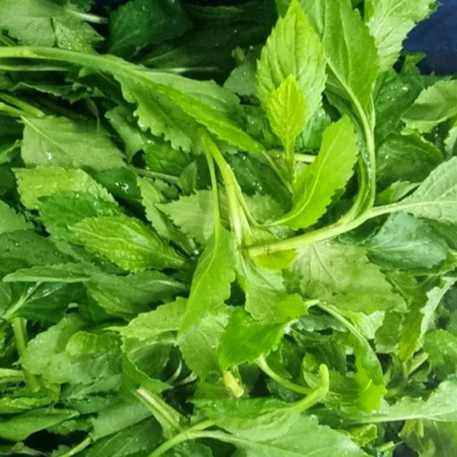 제주도 노지 취나물 생취나물 2kg 4kg 향긋한 봄나물 식단관리 건강식, 제주 생취나물, 1박스
