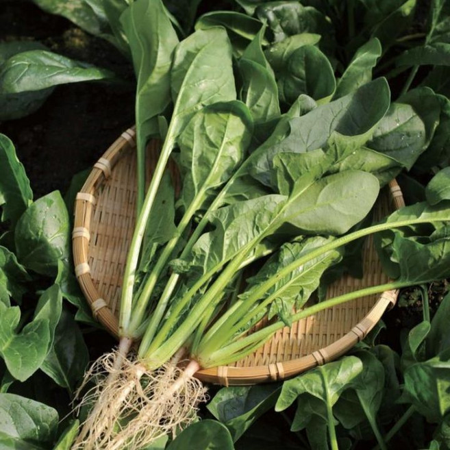 [선착순100명] 미친특가 시금치 노지시금치, 1박스, 3kg