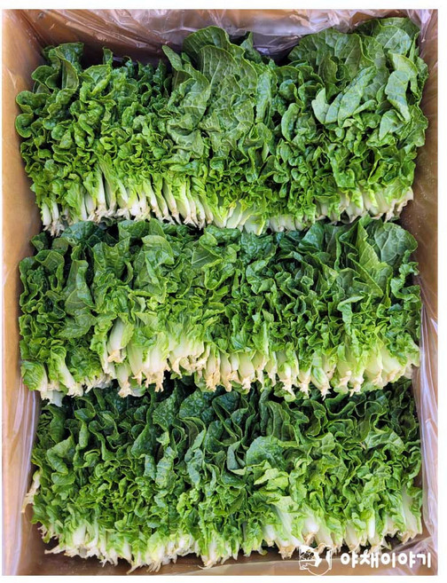 야채이야기 싱싱한 쌈배추 쌈추 200g, 1개