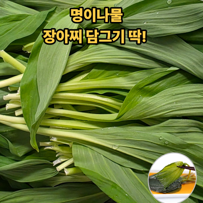 [산지직송] 26년 울릉종 명이나물 생잎 산마늘 장아찌용 명이나물, 1개, 500g