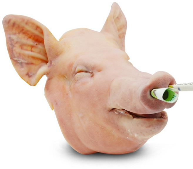 [백암식품] 고사용 돼지머리 6.5kg 국내산 고사머리, 1개