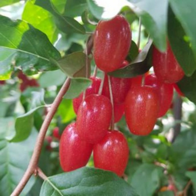 [나무의 신]왕보리수 보리수나무 3년생 결실주 분묘, 1개