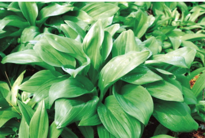 울릉도산마늘 자연산명이나물 울릉도생명이나물 명의나물 절임 반찬 울릉도명이 나물 장아찌 야생 영양 산나물 산마늘잎 봄 제철나물 울릉도자연산명이 가정용 업소용 1키로 1kg, 1개