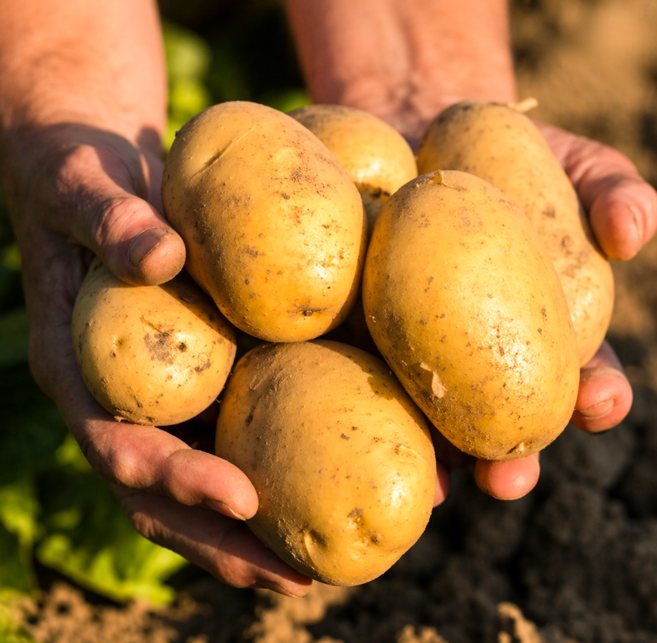 [품질보장] 포슬포슬 강원도 두백감자 햇감자, 1개, 3kg (대)