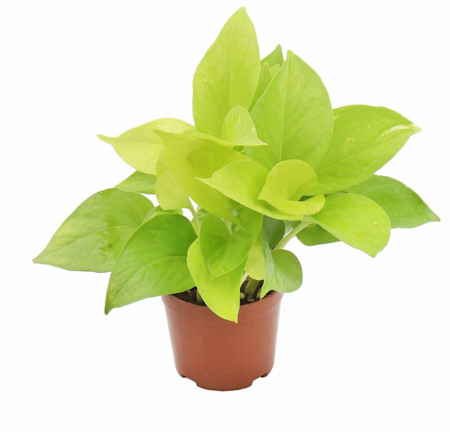 갑조네 형광스킨답서스(소품) 실내 인테리어 공기정화 식물, 2개, 단일