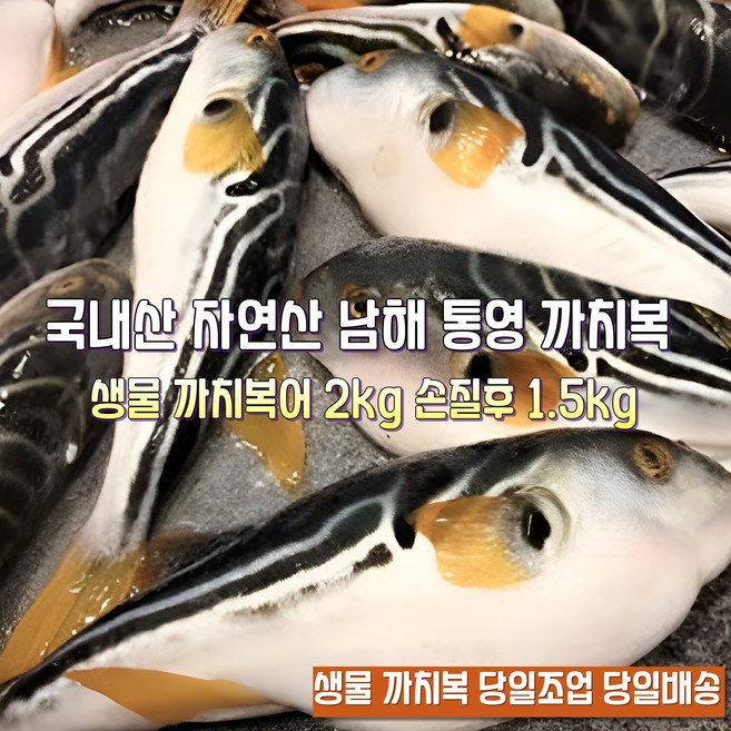 [산지직송] 국내산 자연산 새벽조업 남해 통영.거제 주문즉시손질 생물참복어 생물밀복어 생물까지복어 생물은복어, 1박스, 새벽조업 남해안 생물까지복 2kg 손질후 1.5kg내외