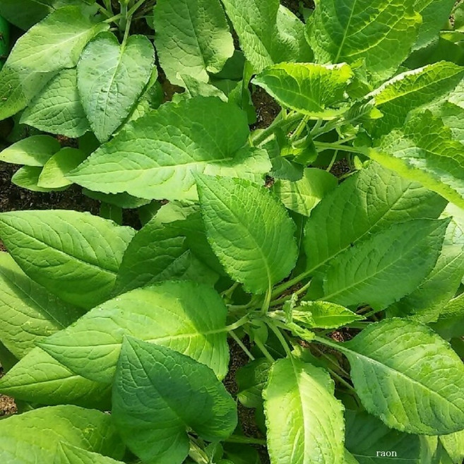 대관령 노지 햇 곤드레 나물 삶은 곤드레 나물(냉동), 300g, 4개