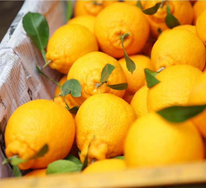 [굿피플] 한라봉 제주한라봉 할라봉 귤 과일, 1개, 가정용 한라봉 1kg 램덤과