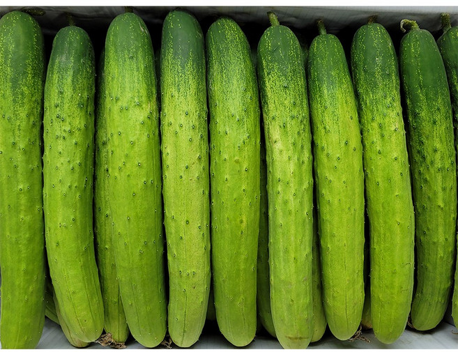 야채이야기 싱싱한 국내산 백오이 30개 백다다기오이 오이무침 장아찌 소박이용 단단한 오이, -