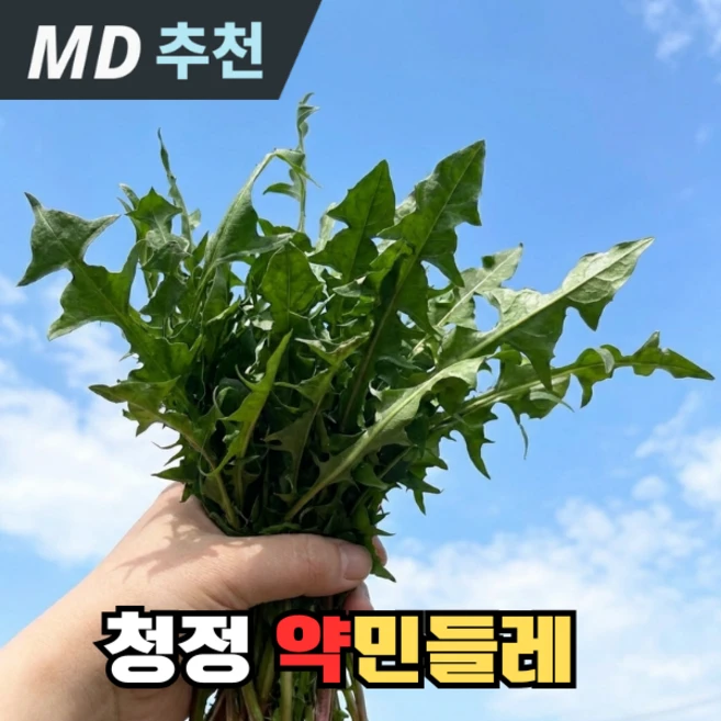 [청정지역]산지정품 건강식재료 민들레나물, 1박스, 1kg - 쿠팡