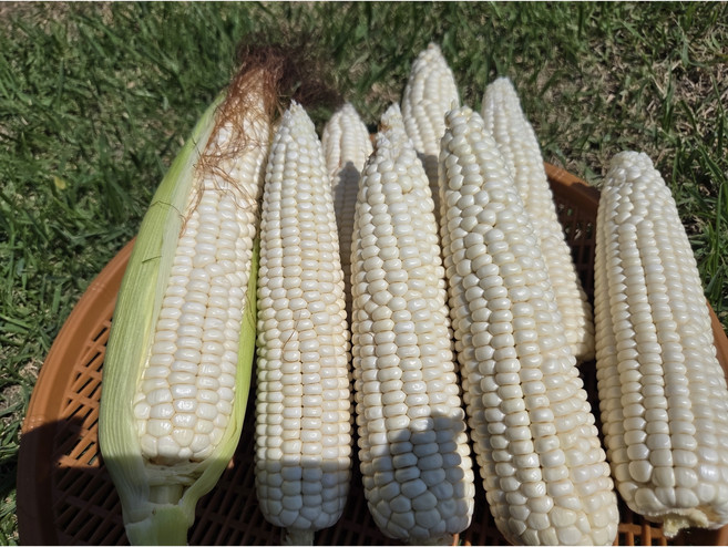 [산지직송] 꽉찬 속 미백 찰옥수수 쫀득쫀득, 1개, 미백 찰 옥수수 특 (14cm이상) 5개